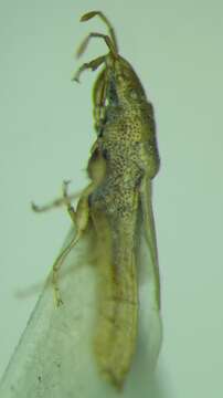 Image of Cymophyes