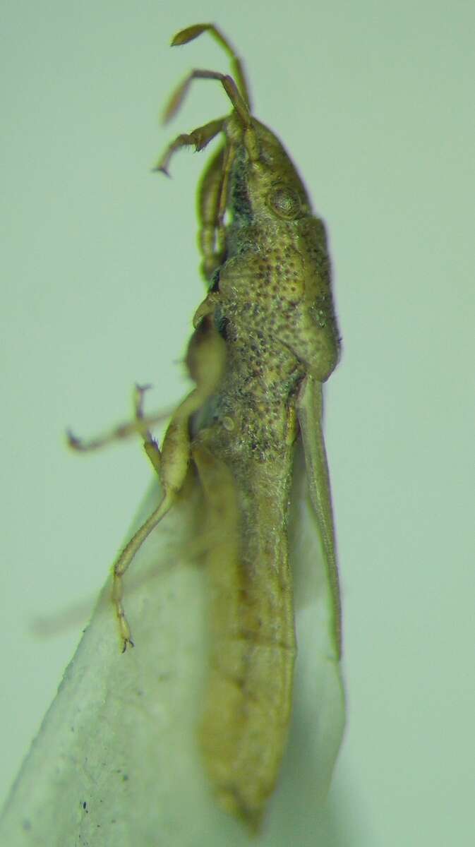 Image of Cymophyes (Cymophyes) golodnajana Seidenstucker & G. 1953