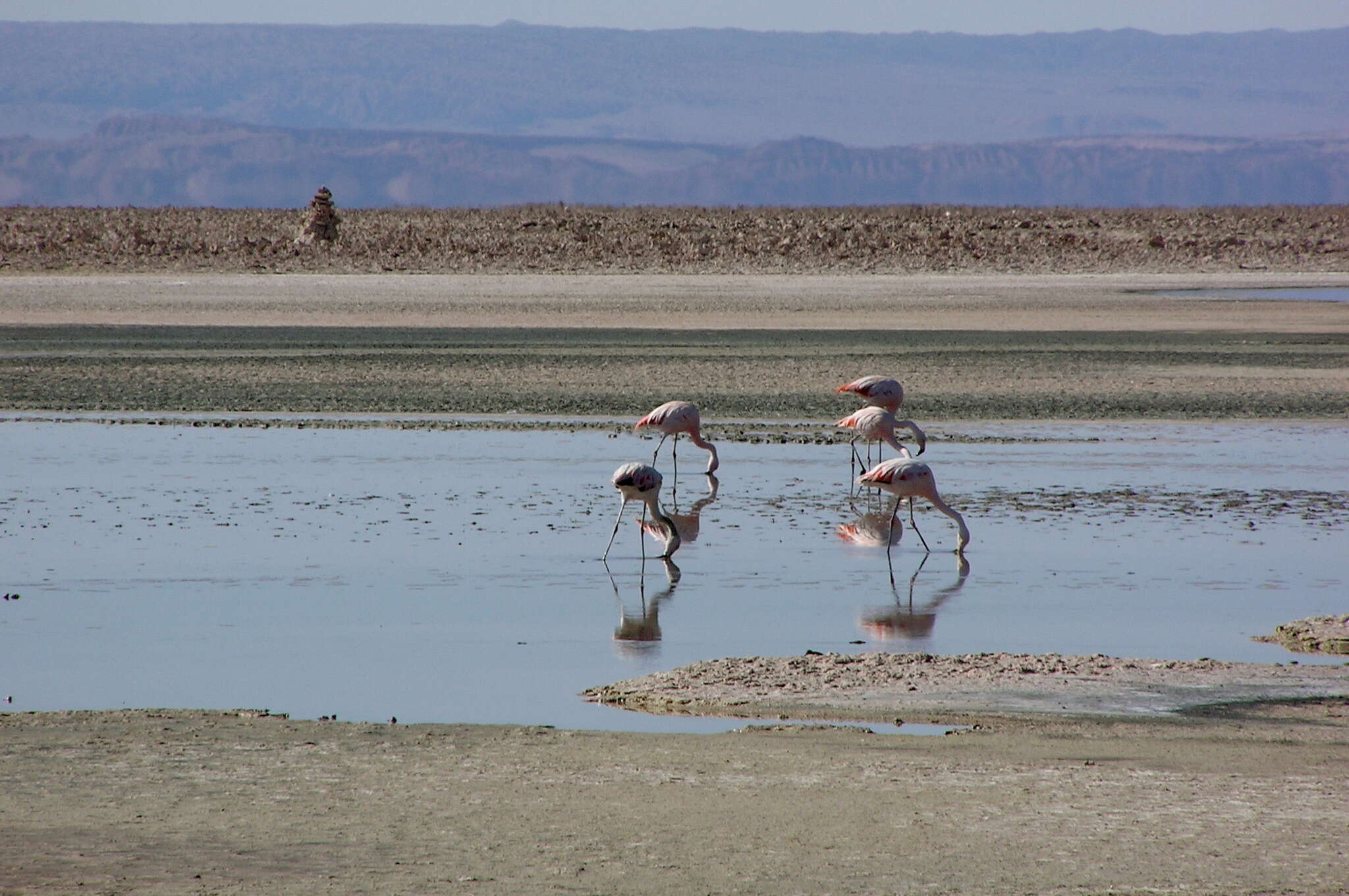 Imagem de Phoenicopterus chilensis Molina 1782