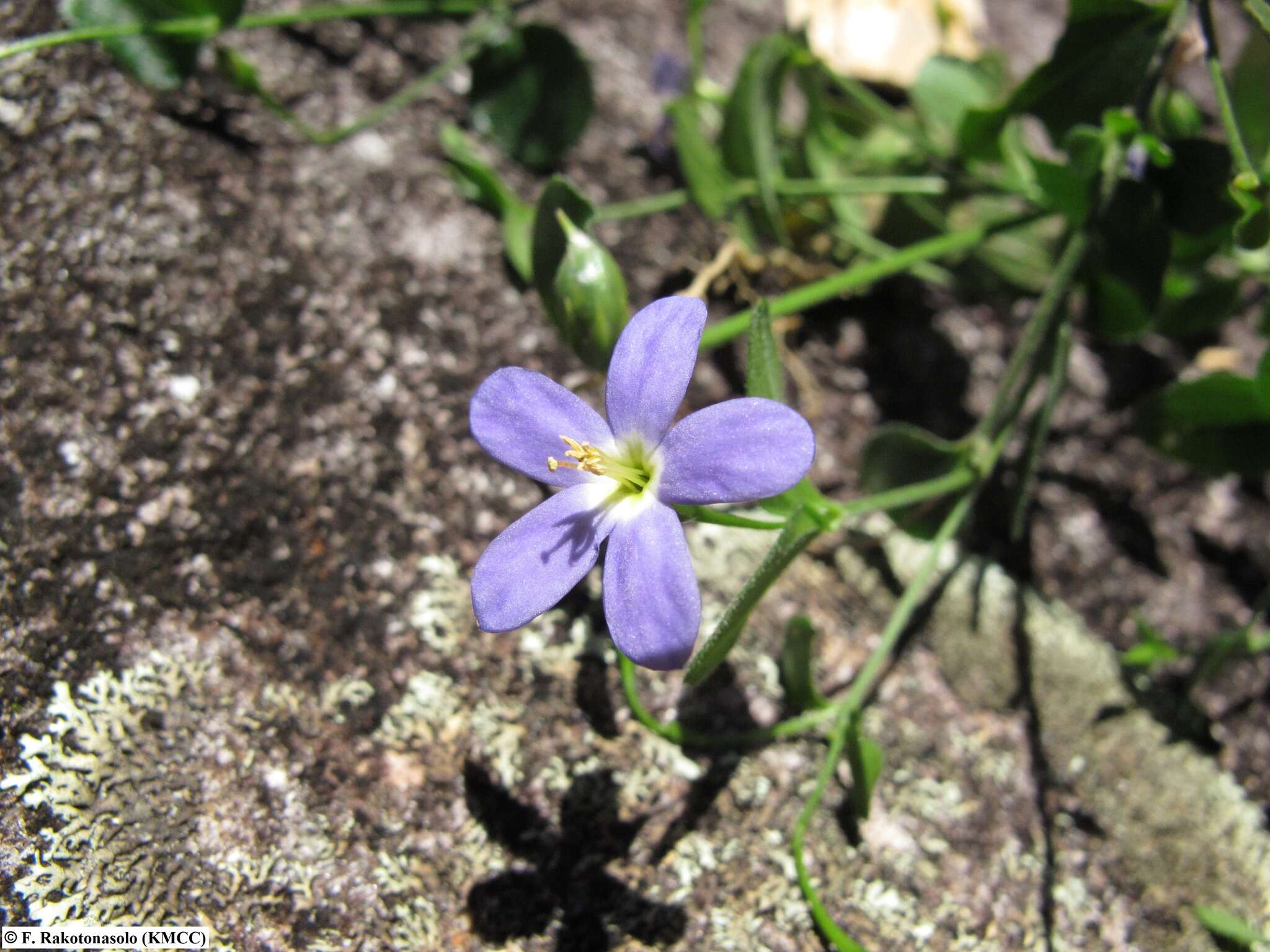 Image of Tachiadenus carinatus (Desr.) Griseb.