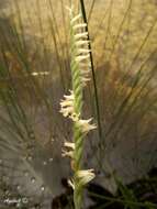 Spiranthes laciniata (Small) Ames resmi