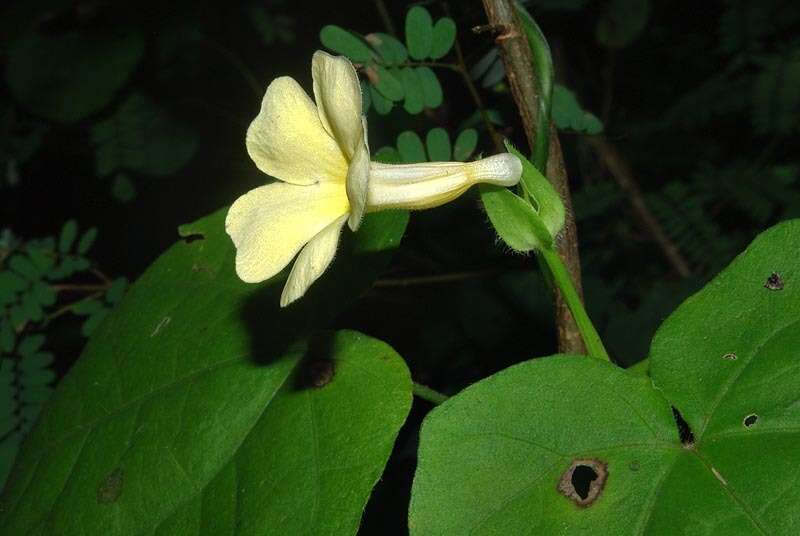 Image of Thunbergia neglecta Sond.