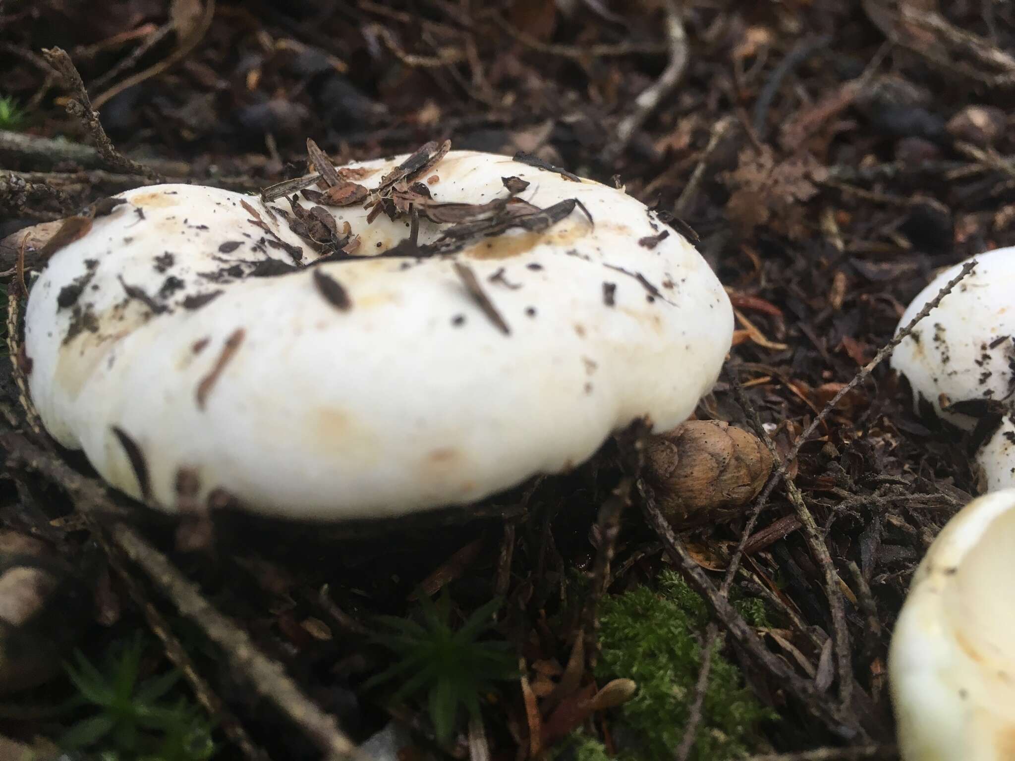 Image de Lactifluus subvellereus (Peck) Nuytinck 2011