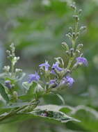 Imagem de Vitex trifolia subsp. trifolia