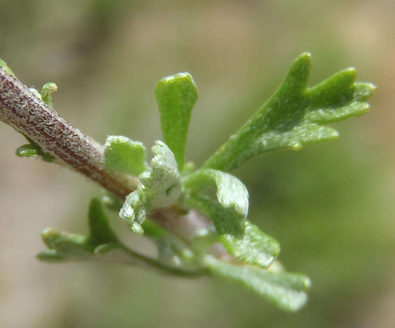 Image of Pentzia quinquefida (Thunb.) Less.