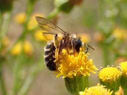 Image of Andrena denticulata (Kirby 1802)