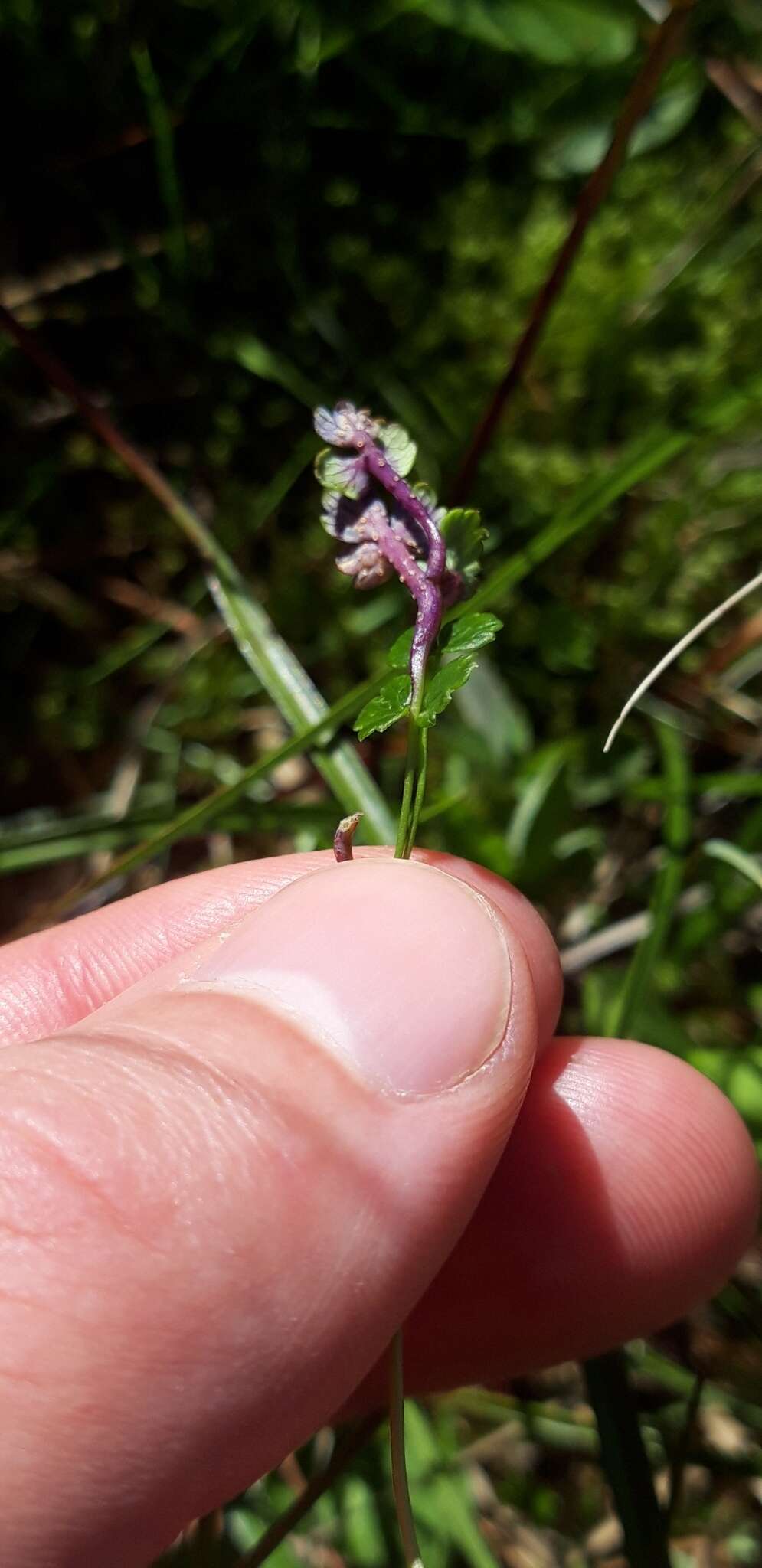 Imagem de Puccinia septentrionalis Juel 1895