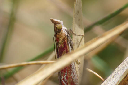 Ancylosis cinnamomella Duponchel 1836 resmi