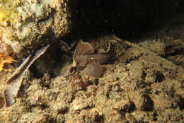 Image de Poisson-feuille Peau-Rouge