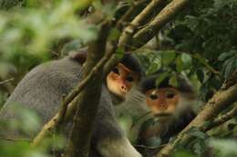 Image of Douc Langurs