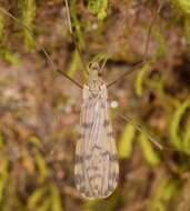 Image of <i>Erioptera armata</i>