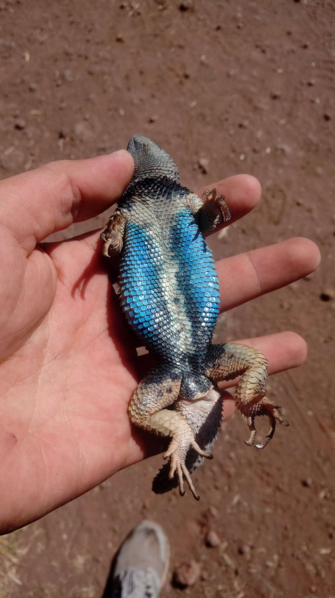 Sceloporus mucronatus Cope 1885 resmi