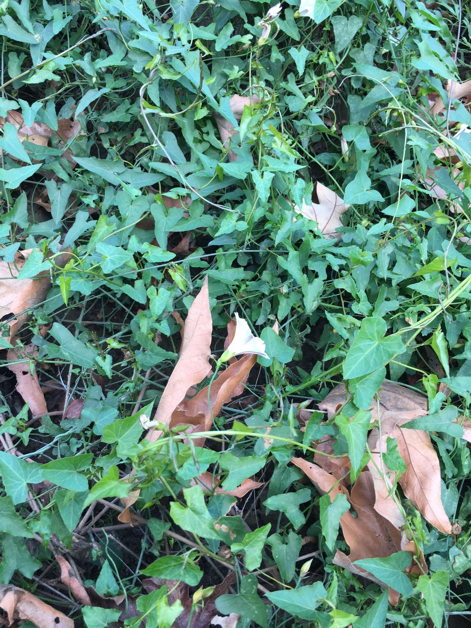 Image of Pacific false bindweed