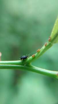 Image of Aphid