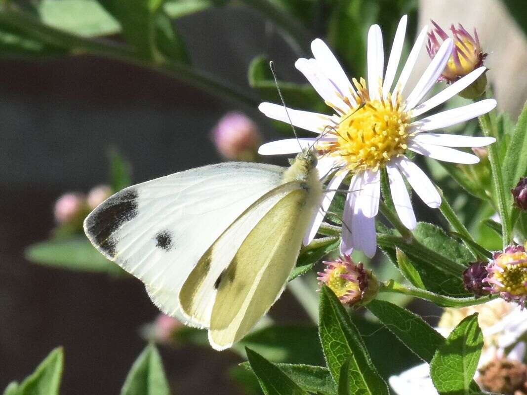 Image of Southern Small White