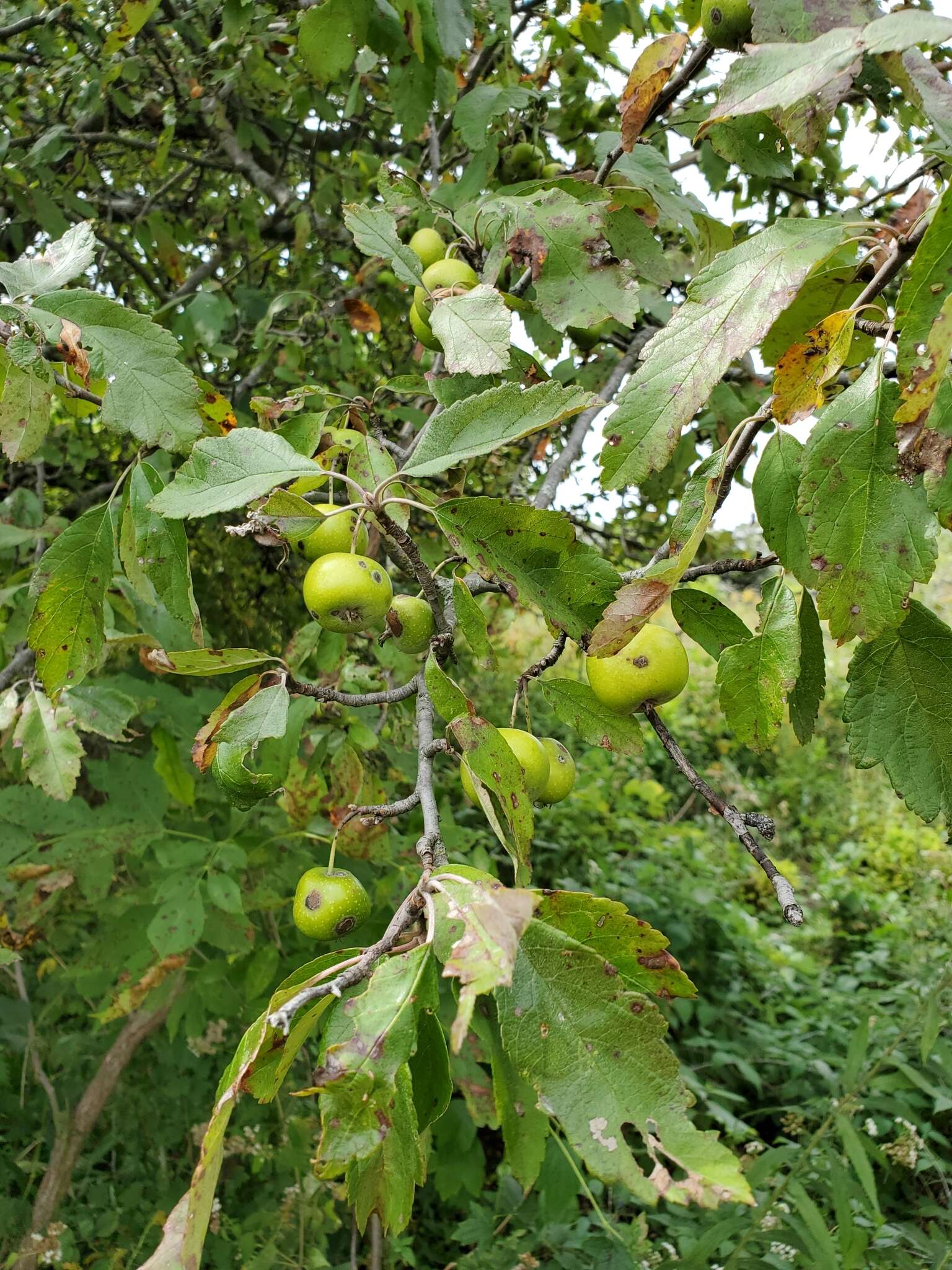 Image of prairie crab apple