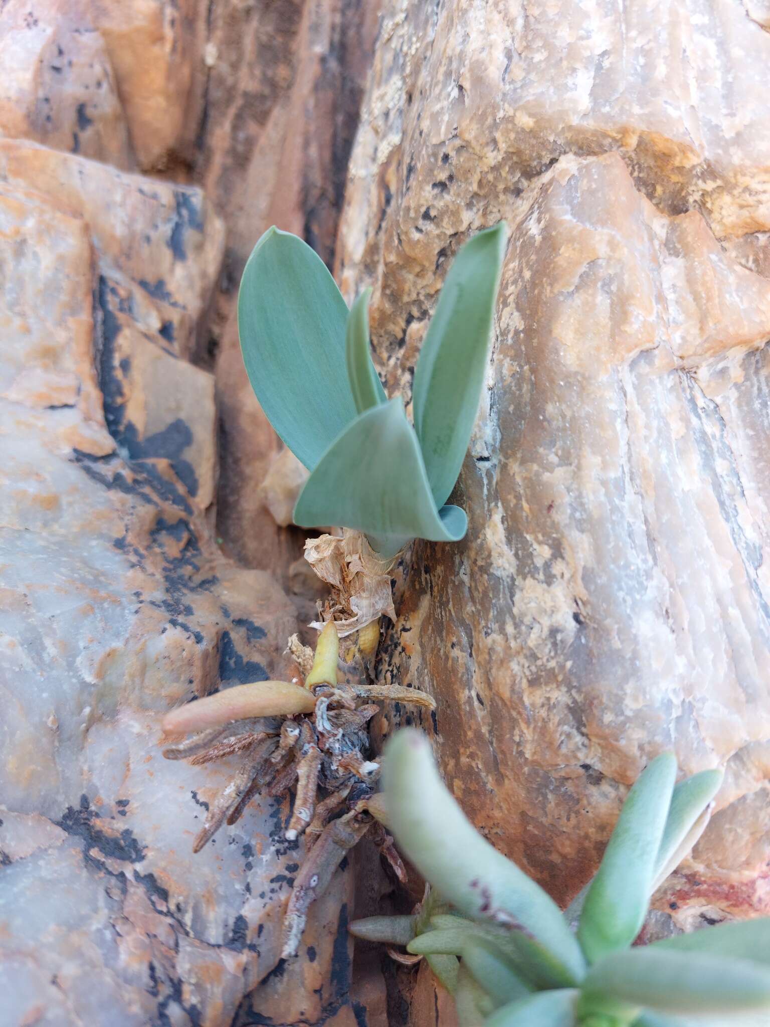 Image of Ornithogalum pruinosum F. M. Leight.