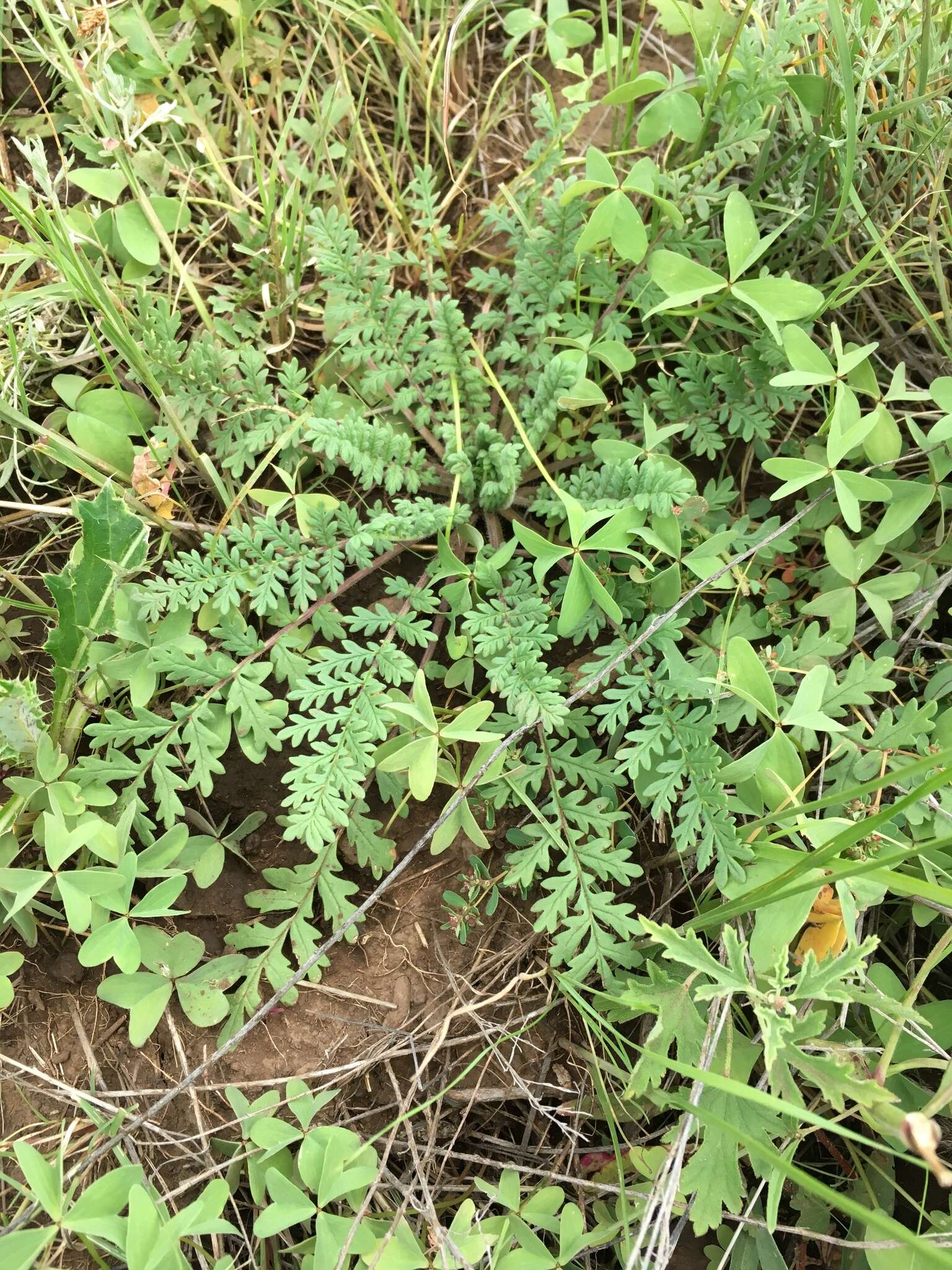 Phacelia alba Rydb. resmi