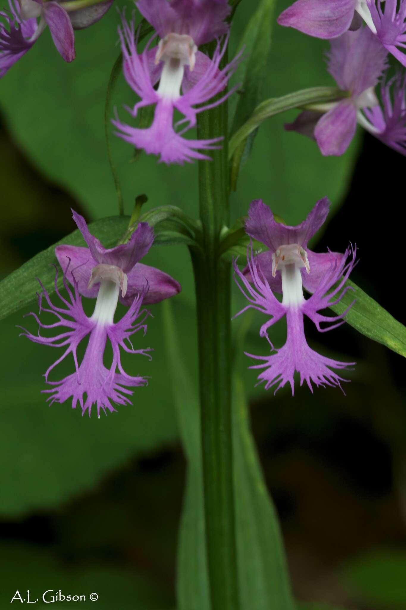 Image de Platanthera shriveri P. M. Br.