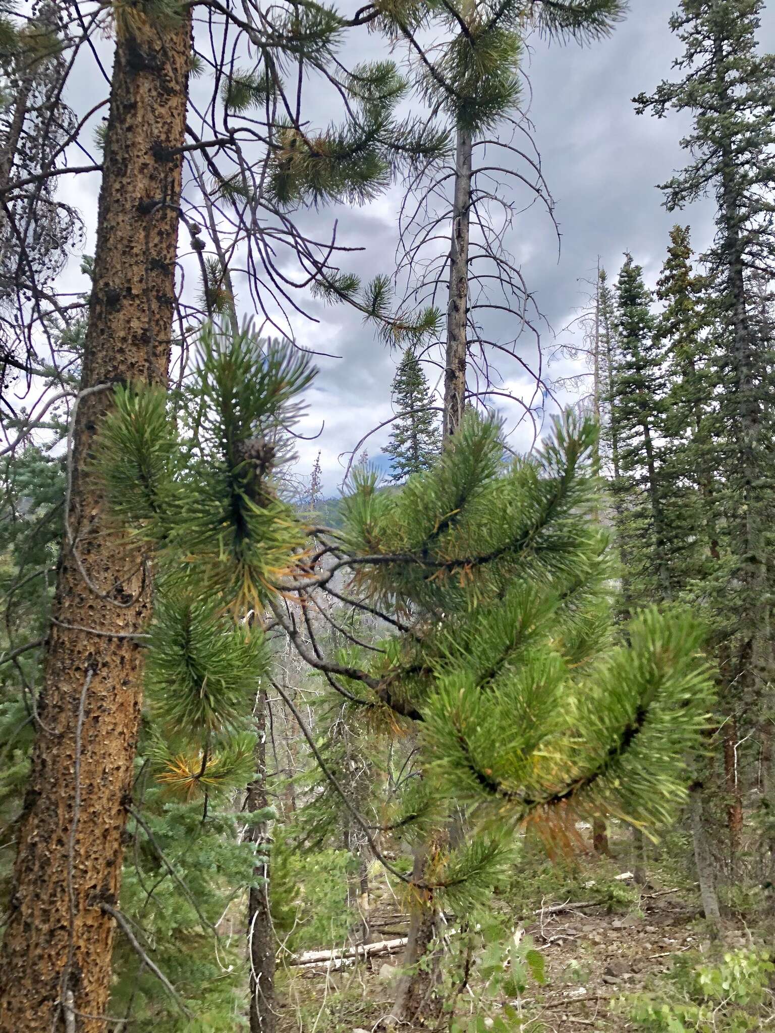 Слика од Pinus ponderosa var. scopulorum Engelm.