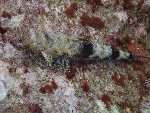 Image of Gracile lizardfish