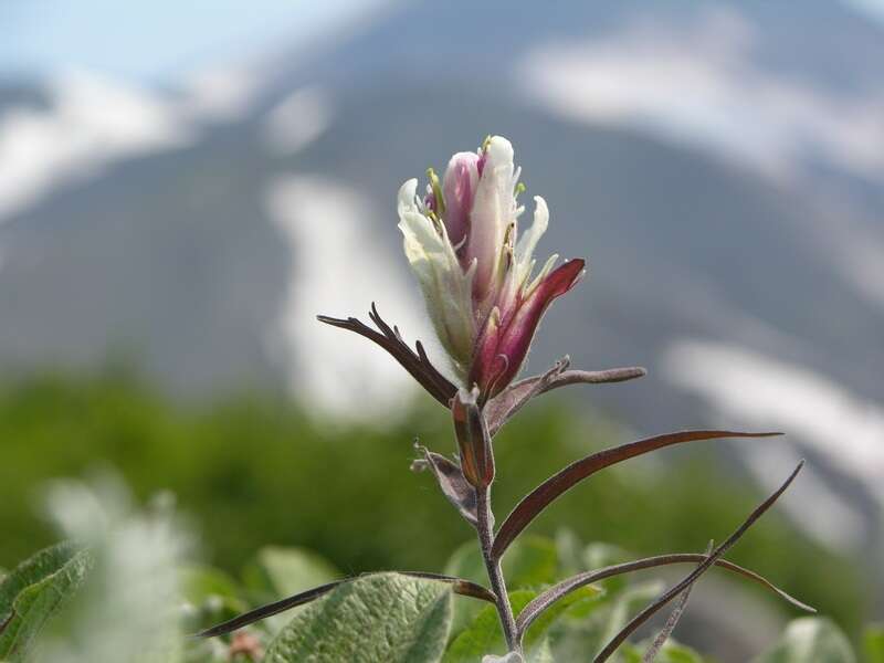 Image of Castilleja pallida subsp. pavlovii (Rebr.) A. & D. Löve