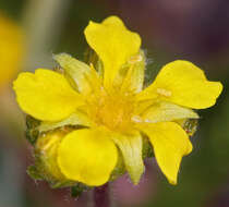 Image of clubmoss mousetail