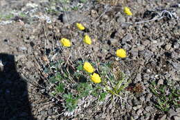 Image de Potentilla subvahliana B. A. Jurtzev