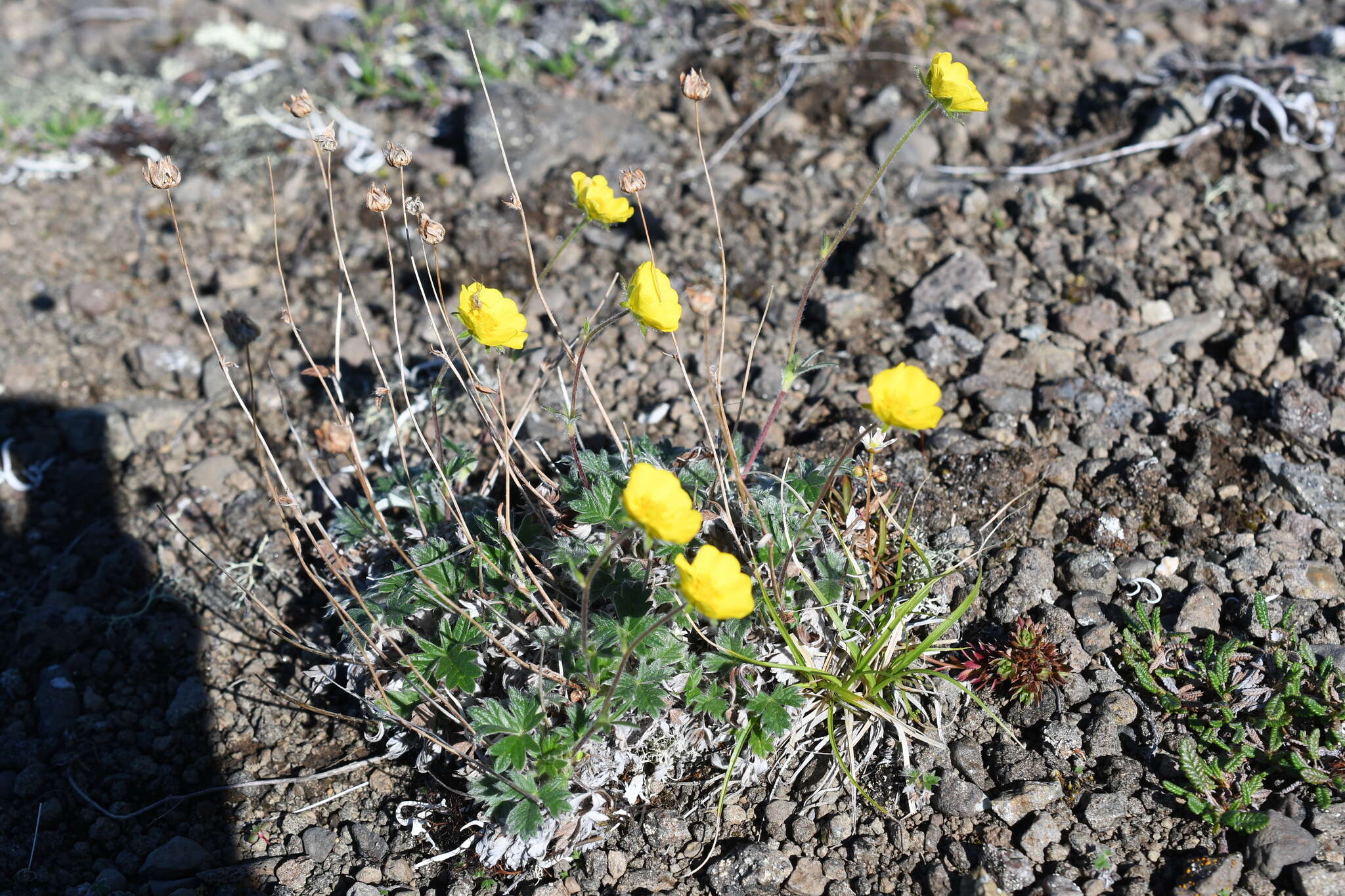 Image de Potentilla subvahliana B. A. Jurtzev