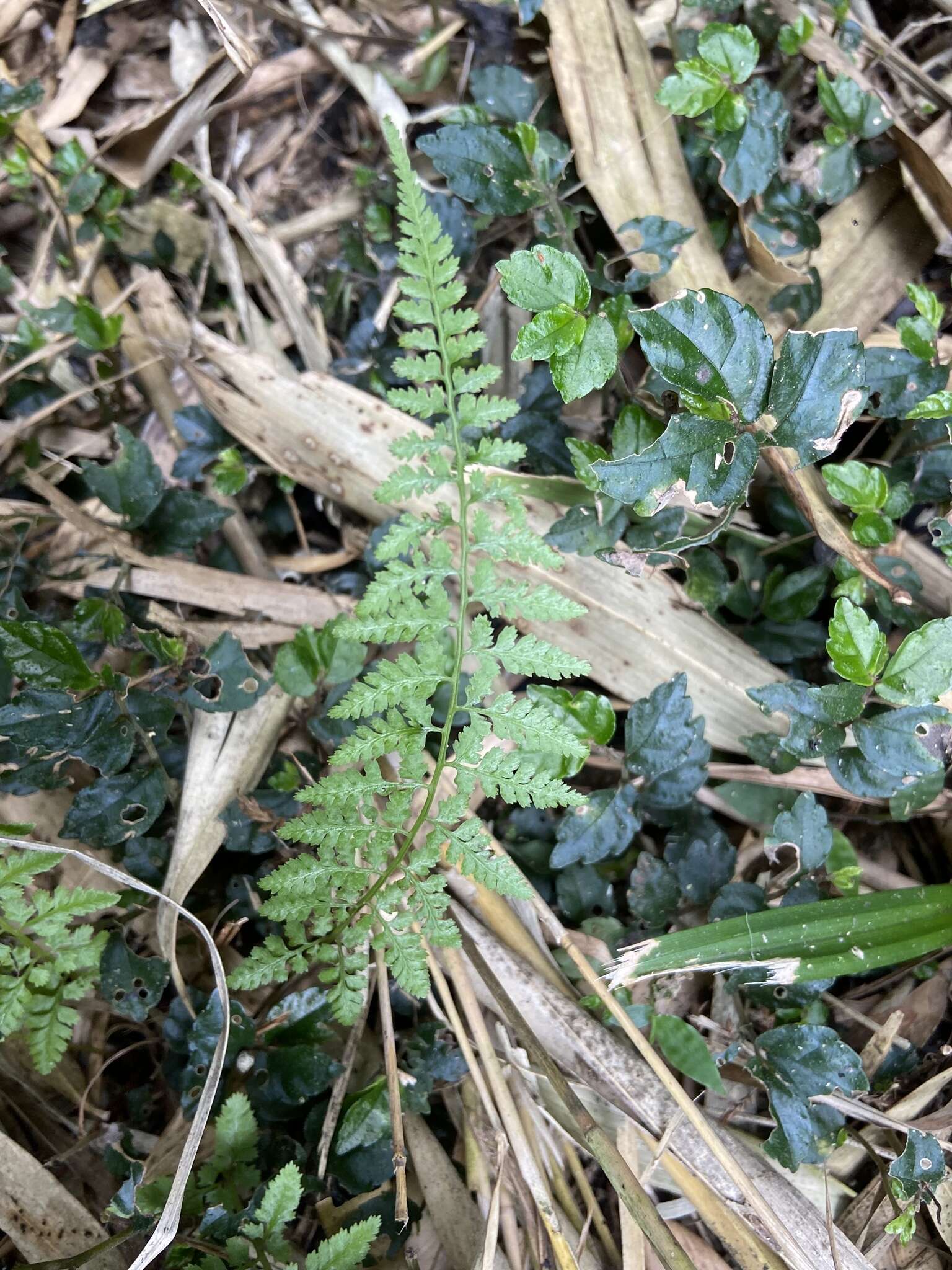 Imagem de Athyrium minimum Ching