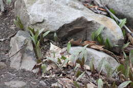 Imagem de Erythronium americanum Ker Gawl.