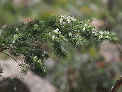 Image of Psoralea odoratissima Jacq.