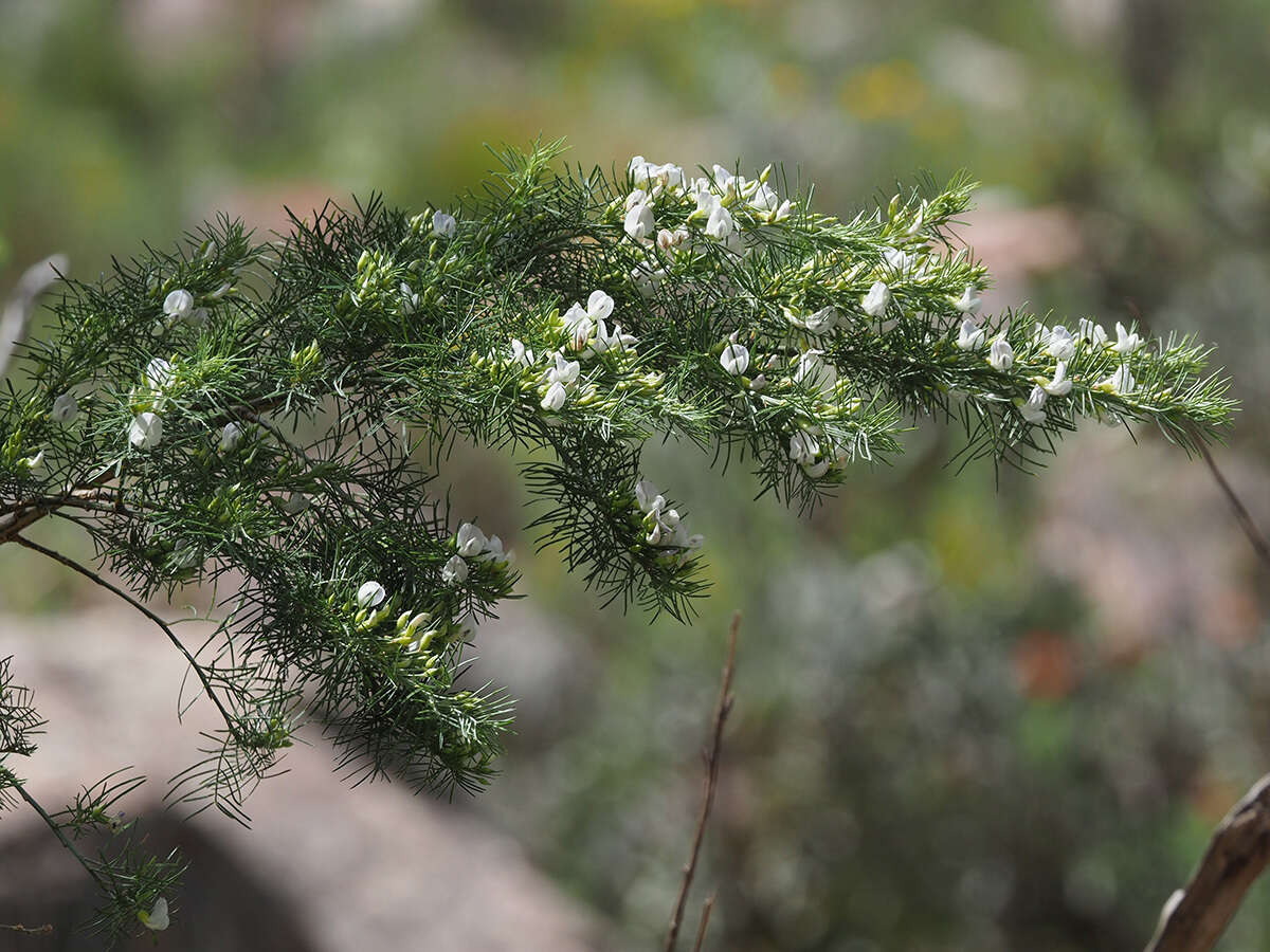 Image of Psoralea odoratissima Jacq.