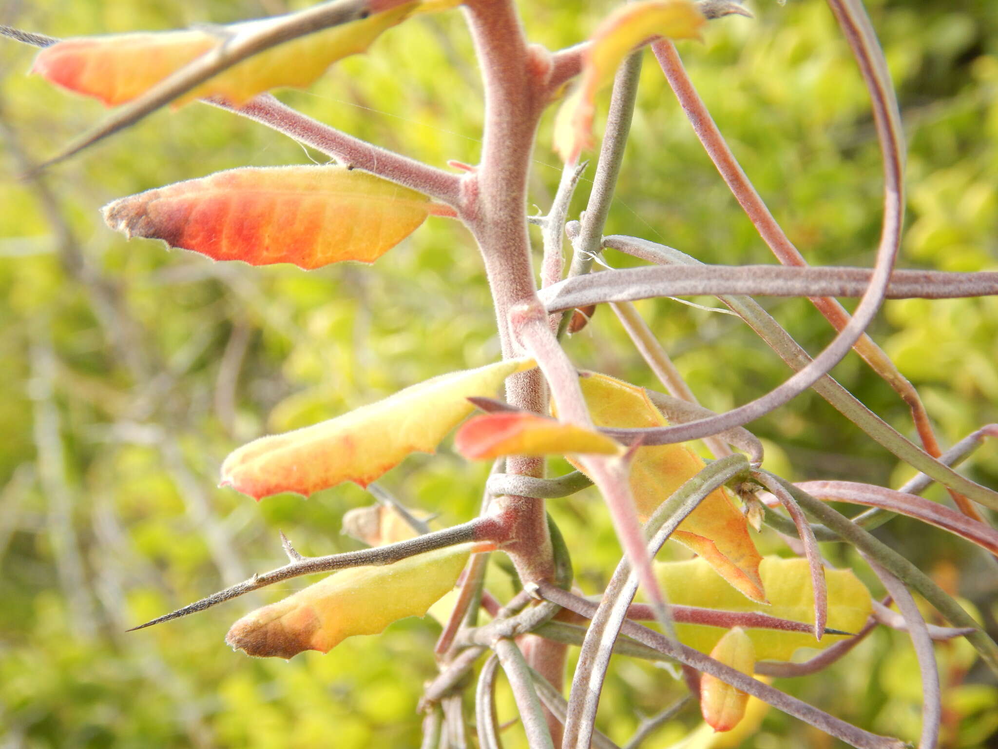 Image of Castela peninsularis Rose