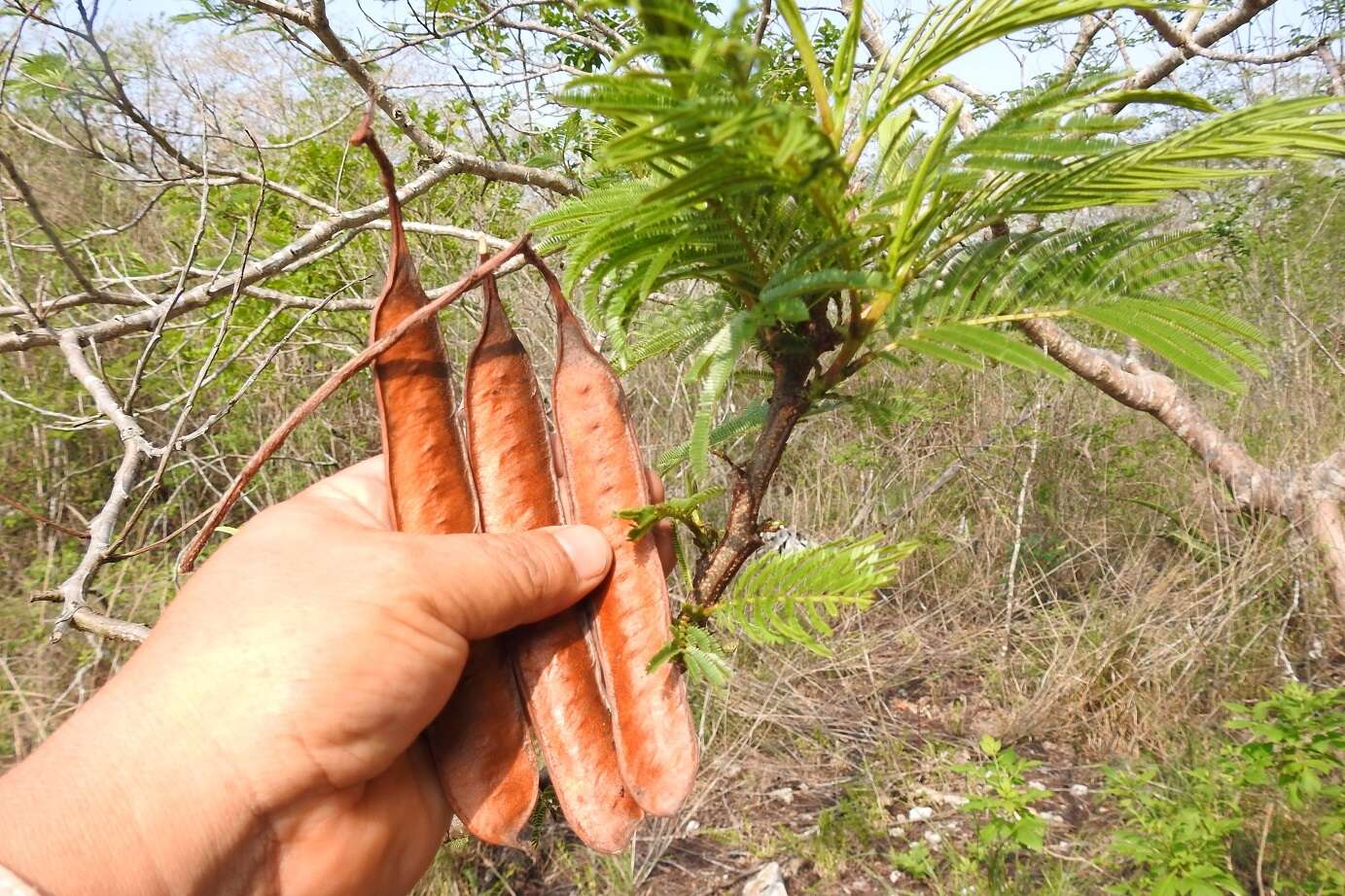 Plancia ëd Leucaena diversifolia (Schltdl.) Benth.