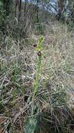 Image of Early spider orchid