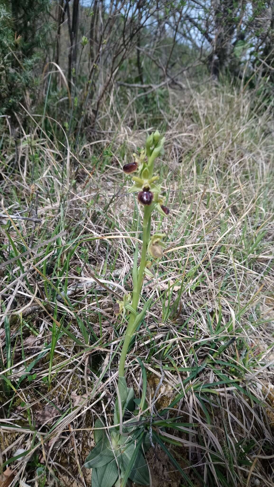 Image of Early spider orchid