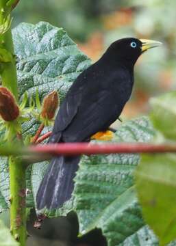 Image of Scarlet-rumped Cacique