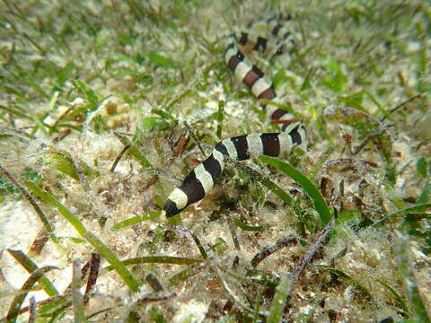 Image of Banded snake eel