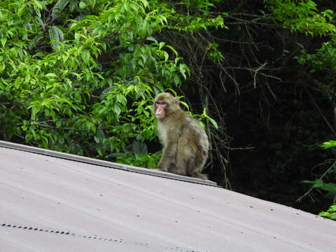 Image de Macaque Japonais