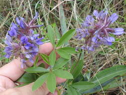 Imagem de Psoralea cuspidata Pursh