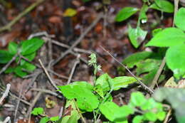 Habenaria multicaudata Sedgw. resmi