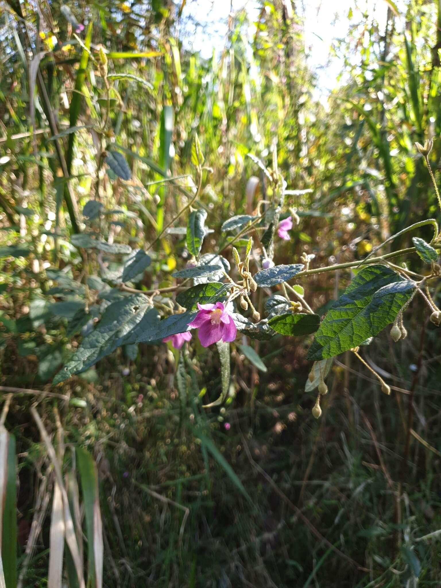 Image of Howittia trilocularis F. Müll.