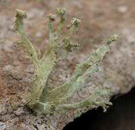 Imagem de Ramalina canariensis J. Steiner