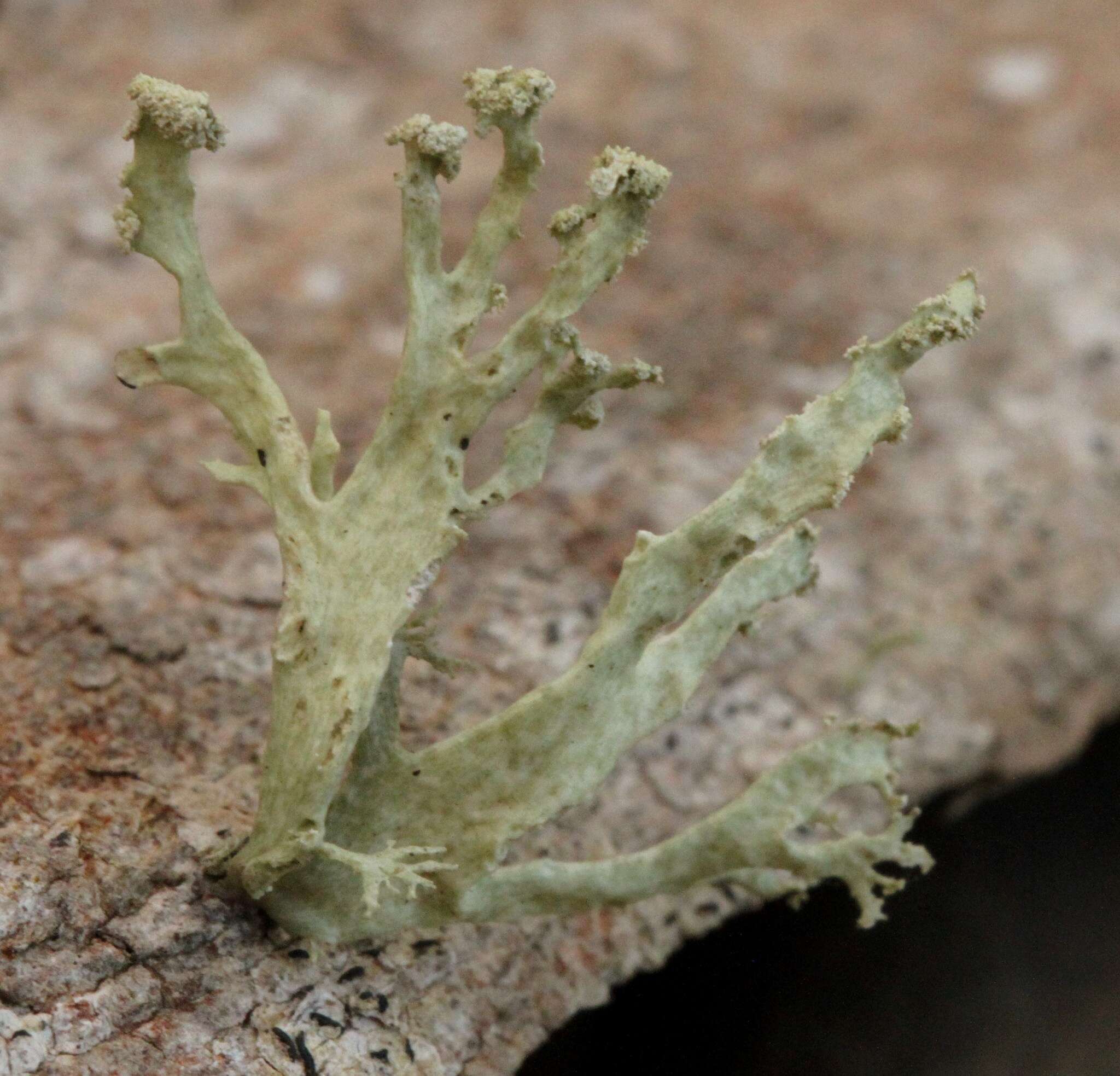 Image of Ramalina canariensis J. Steiner