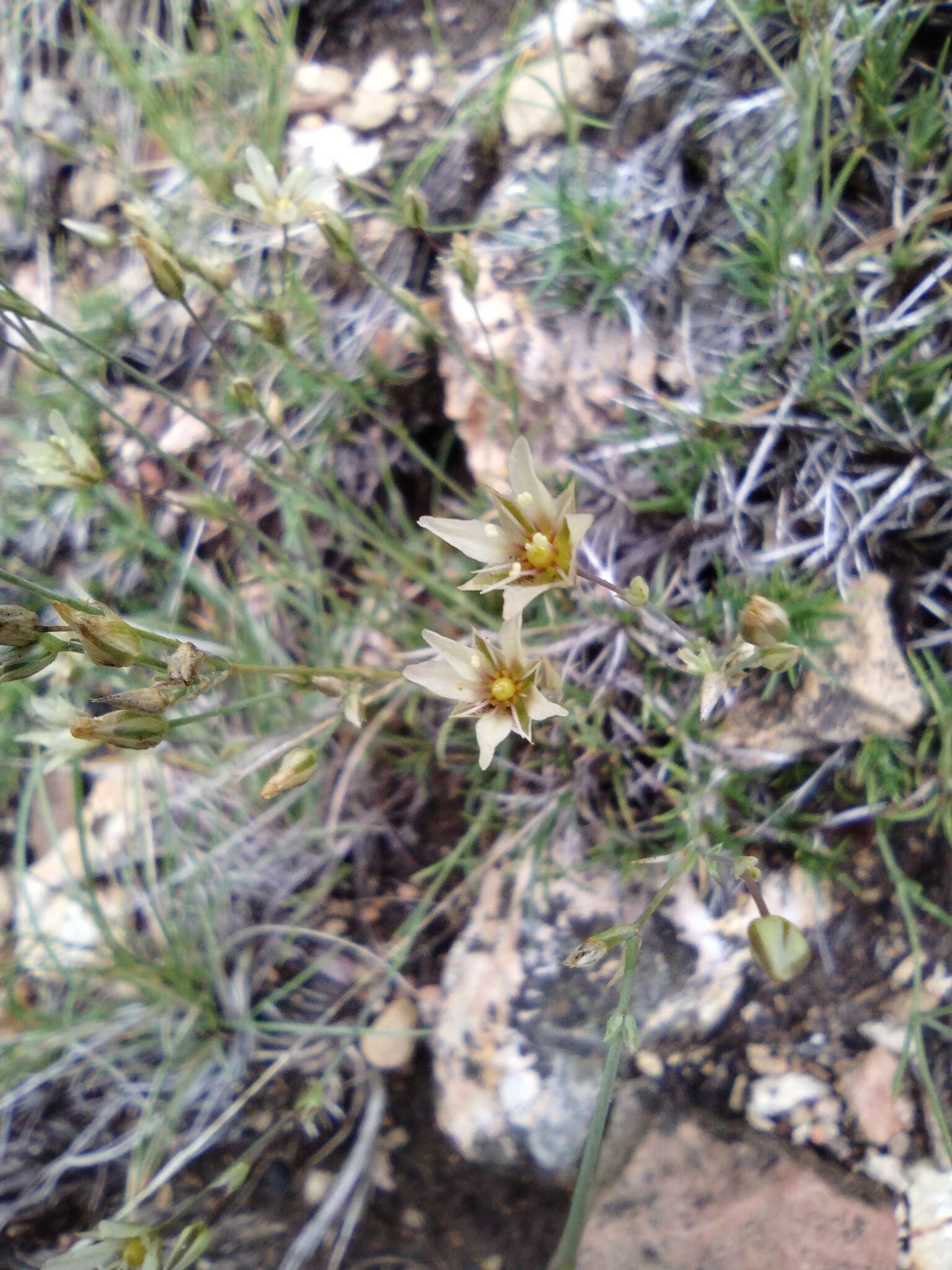 Image of Eastwood's sandwort