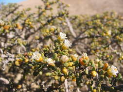 Image of Tetraena clavata (Schltr. & Diels) Beier & Thulin