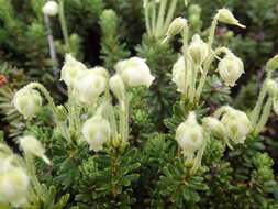 Image of Yellow Mountain-Heath