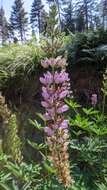 Sivun Lupinus latifolius subsp. parishii (C. P. Sm.) P. Kenney & D. B. Dunn kuva