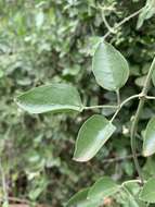 Image of Jasminum fluminense subsp. fluminense